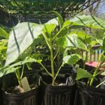 Banana Pepper Seedling