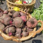 Beet Seedling