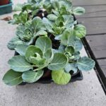 Green Cabbage Seedling