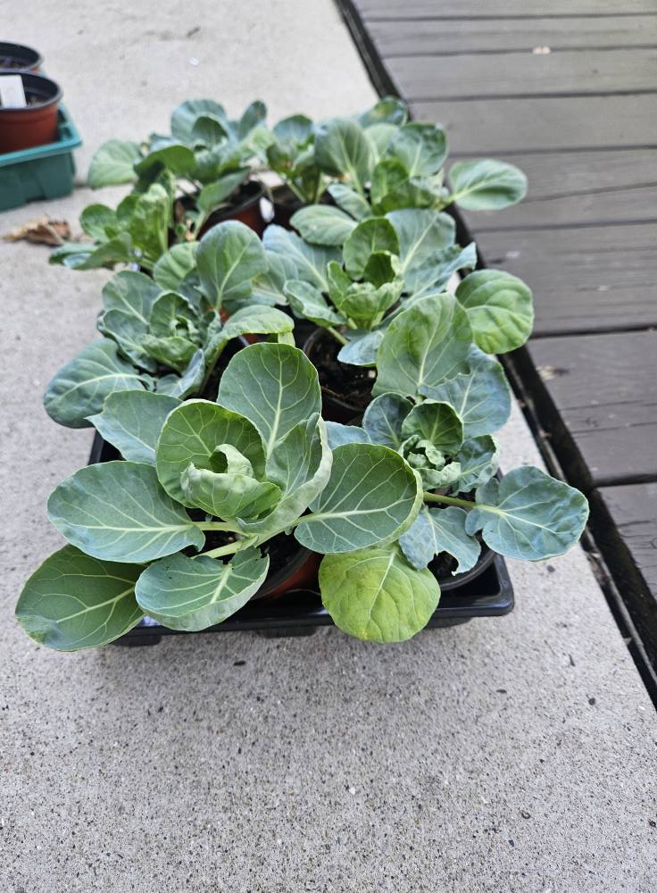 Cabbage Green Cabbage Seedling - Image 1