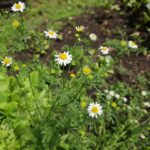 Chamomile Seedling