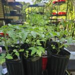 4th of July Tomato Seedling