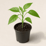Tomatillo Seedling